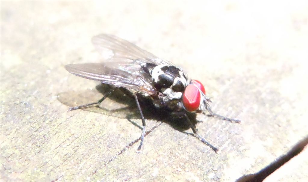 Anthomyia?